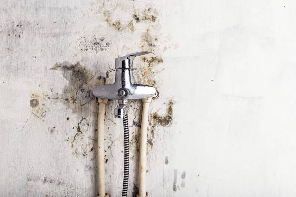 Best Local Mold Removal Service  in Ladoga, IN