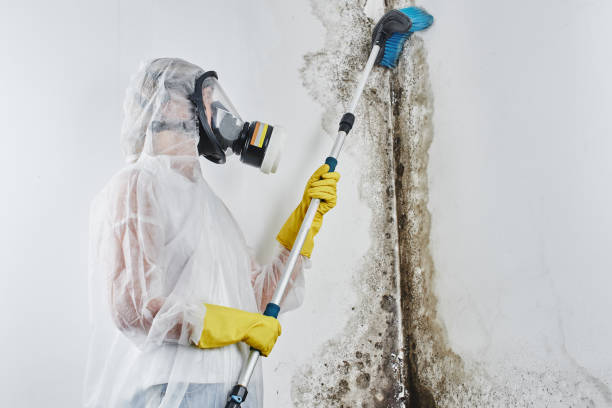 Best Toxic Mold Removal  in Ladoga, IN
