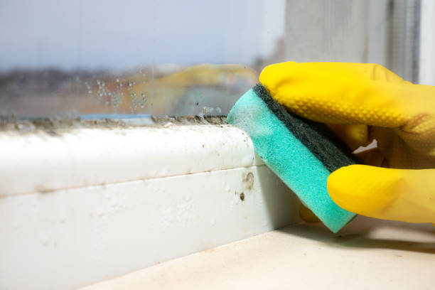 Best Commercial Mold Removal  in Ladoga, IN