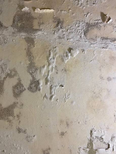 Best Mold Removal Near Me  in Ladoga, IN