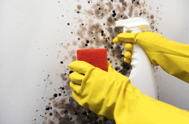 Best Attic Mold Removal  in Ladoga, IN