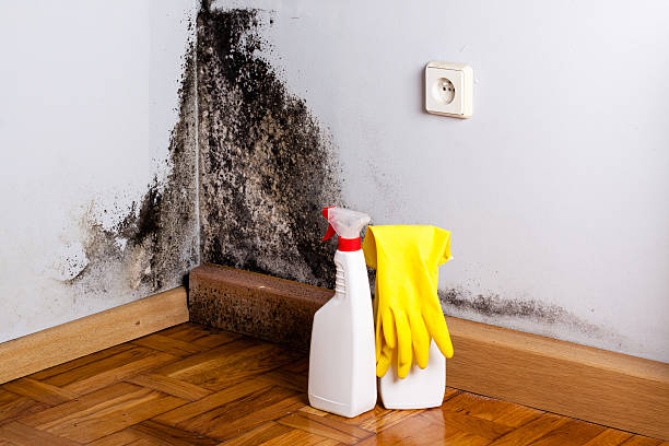 Best Best Mold Removal Companies  in Ladoga, IN