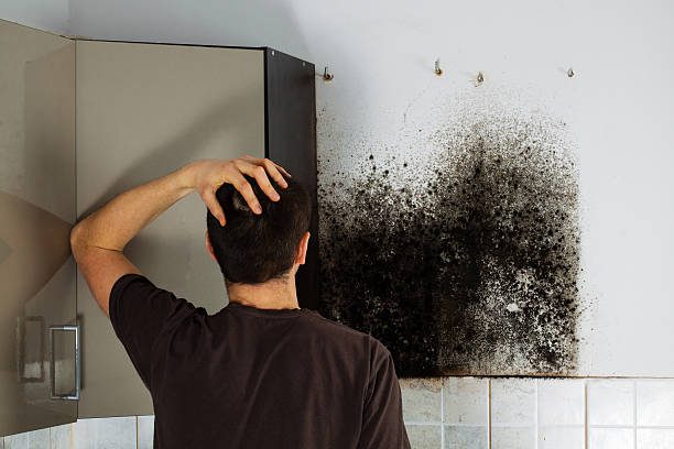 Best Mold Damage Repair  in Ladoga, IN