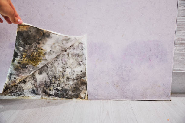 Best Home Mold Removal  in Ladoga, IN